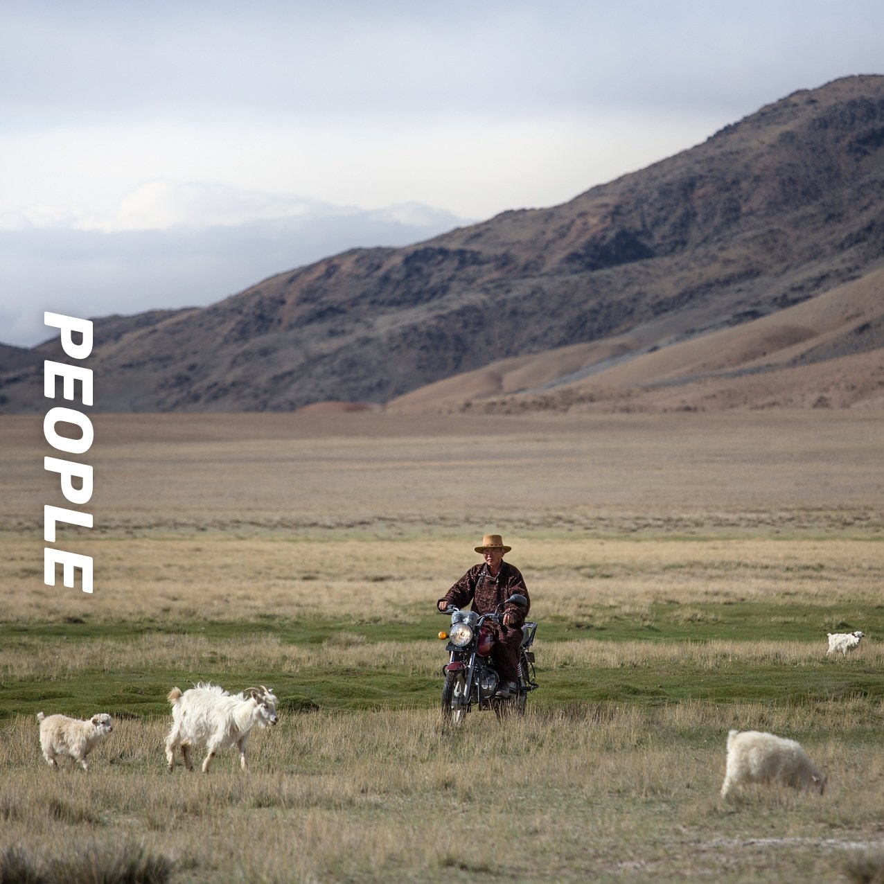 Sheep herder in Mongolia